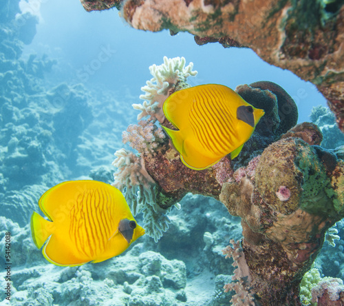 zamaskowani-butterflyfish-na-tropikalnej-rafie