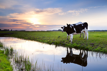 Wall Mural - two milk cows by river at sunset