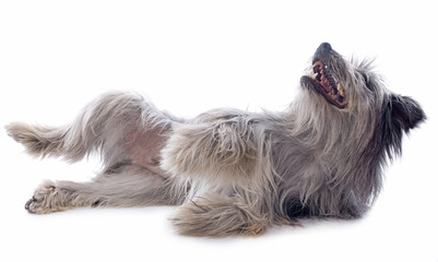 Sticker - Pyrenean sheepdog