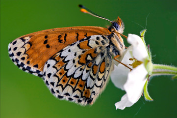 Wall Mural - of wild brown