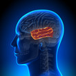 Brain Anatomy - Temporal lobe