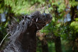 Friesian horse playing in water splashes close up
