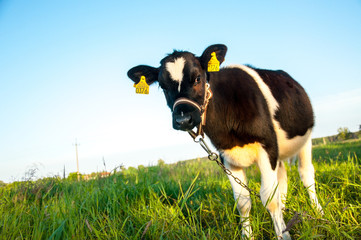 calves in the meadow race hf