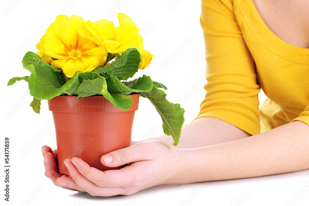 Beautiful yellow primula in flowerpot in hands, isolated
