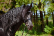 beautiful friesian horse portrait outdoors