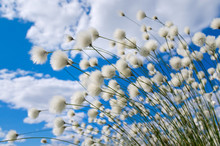Flowering Cotton Grass On A Background Of Blue Sky