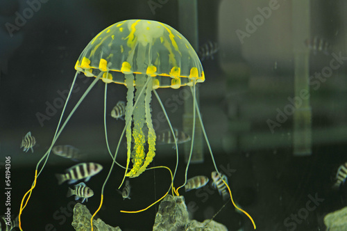 Tapeta ścienna Meduza