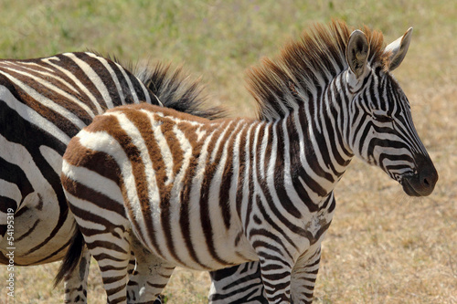 Board z aluminiowym obramowaniem Zebra dla dzieci