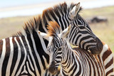 Fototapeta Konie - Baby zebra with mother