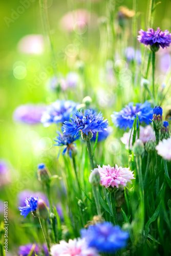 Naklejka na szybę Cornflowers. Wild Blue Flowers Blooming. Closeup Image