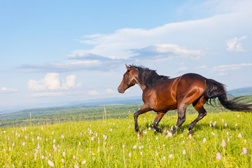 Arab racer runs on a green summer meadow