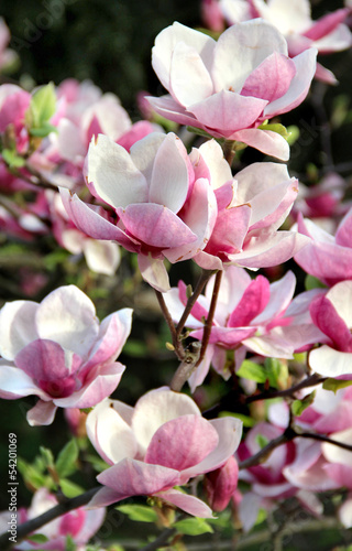 Board z aluminiowym obramowaniem Magnolia wiosenne drzewa w rozkwicie