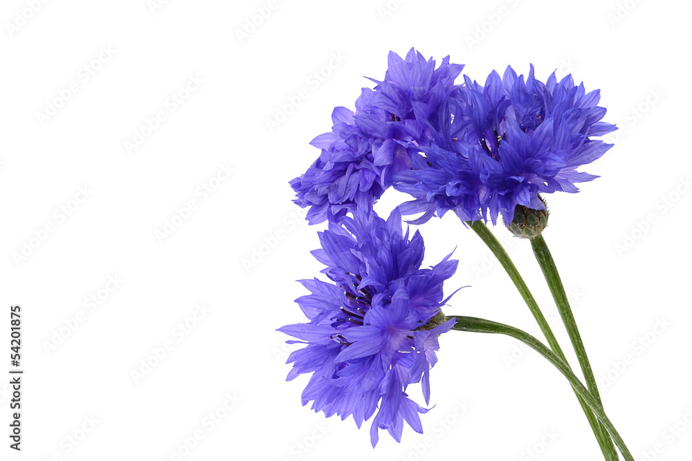 Blue cornflower closeup on white - obrazy, fototapety, plakaty 