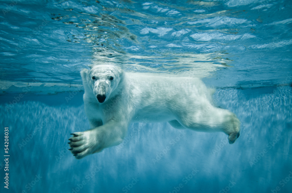 Swimming Thalarctos Maritimus (Ursus maritimus) - Polar bear - obrazy, fototapety, plakaty 
