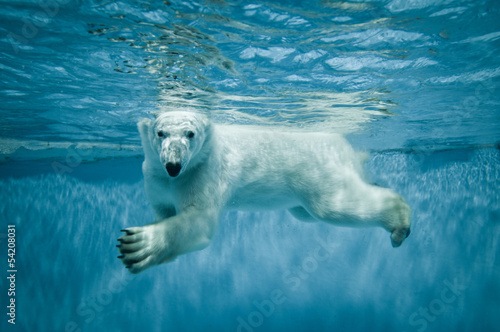 Cuadros en Lienzo Swimming Thalarctos Maritimus (Ursus maritimus) - Polar bear