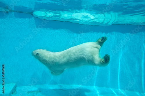 Naklejka samoprzylepna Pływanie thalarctos maritimus (ursus maritimus) - niedźwiedź polarny