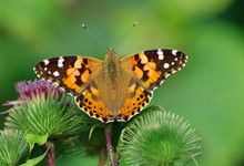 Painted Lady - 2