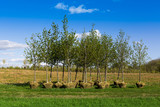 Fototapeta  - planting trees