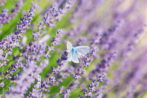 Naklejka samoprzylepna Niebieski motyl i kwiaty lawendy