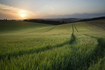 Summer landscape image of wheat field at sunset with beautiful l