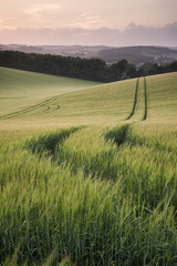 Wall Mural - Summer landscape image of wheat field at sunset with beautiful l