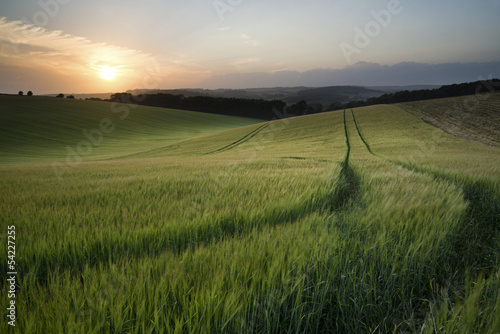 Naklejka na szybę Letni krajobraz pola pszenicy o zachodzie słońca