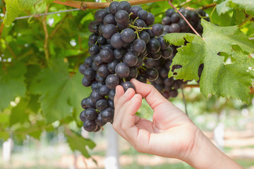 Wall Mural - Hand holding red grape