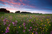 Pink Wildflowers At Sunset