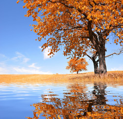 Wall Mural - Autumn landscape