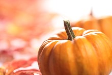 Closeup Of Pumpkins With Autumn Copy Space