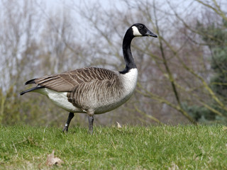 Poster - Canada goose, Branta canadensis