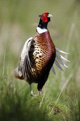 Sticker - Common pheasant, Phasianus colchicus