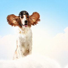 Dog-aviator wearing a helmet pilot. Collage