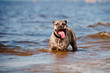 majorcan mastiff dog in the water