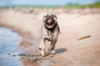 happy dog runs on the beach