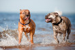 two dogs run on the beach