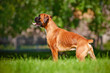 red boxer dog standing outdoors