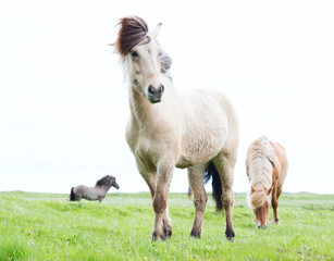 Plakat pastwisko koń islandzki dzikie zwierzę