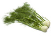 Whole fennel bulbs with green foliage