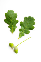 Two green Oak tree leaves with a pair of green acorns (glands) isolated on white background