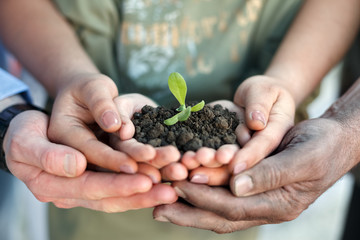 hands holding a young plant