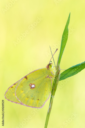 Tapeta ścienna Colias sp