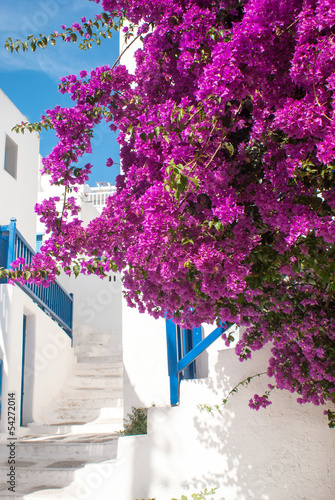  Plakaty uliczka Grecka   grecka-aleja-z-kwiatami-na-wyspie-sifnos