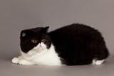 Fototapeta Koty - cat on grey background