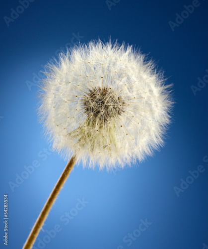Board z aluminiowym obramowaniem Piękny dandelion z nasion na niebieskim tle