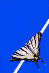 Wall Mural - Papilio Macaone  on a branch in blue