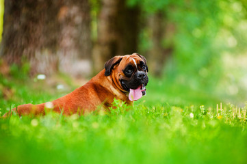 Sticker - red german boxer dog portrait