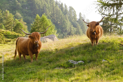 Board z aluminiowym obramowaniem Góralskie cattles