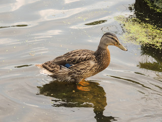 Duck