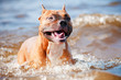 happy dog in the water